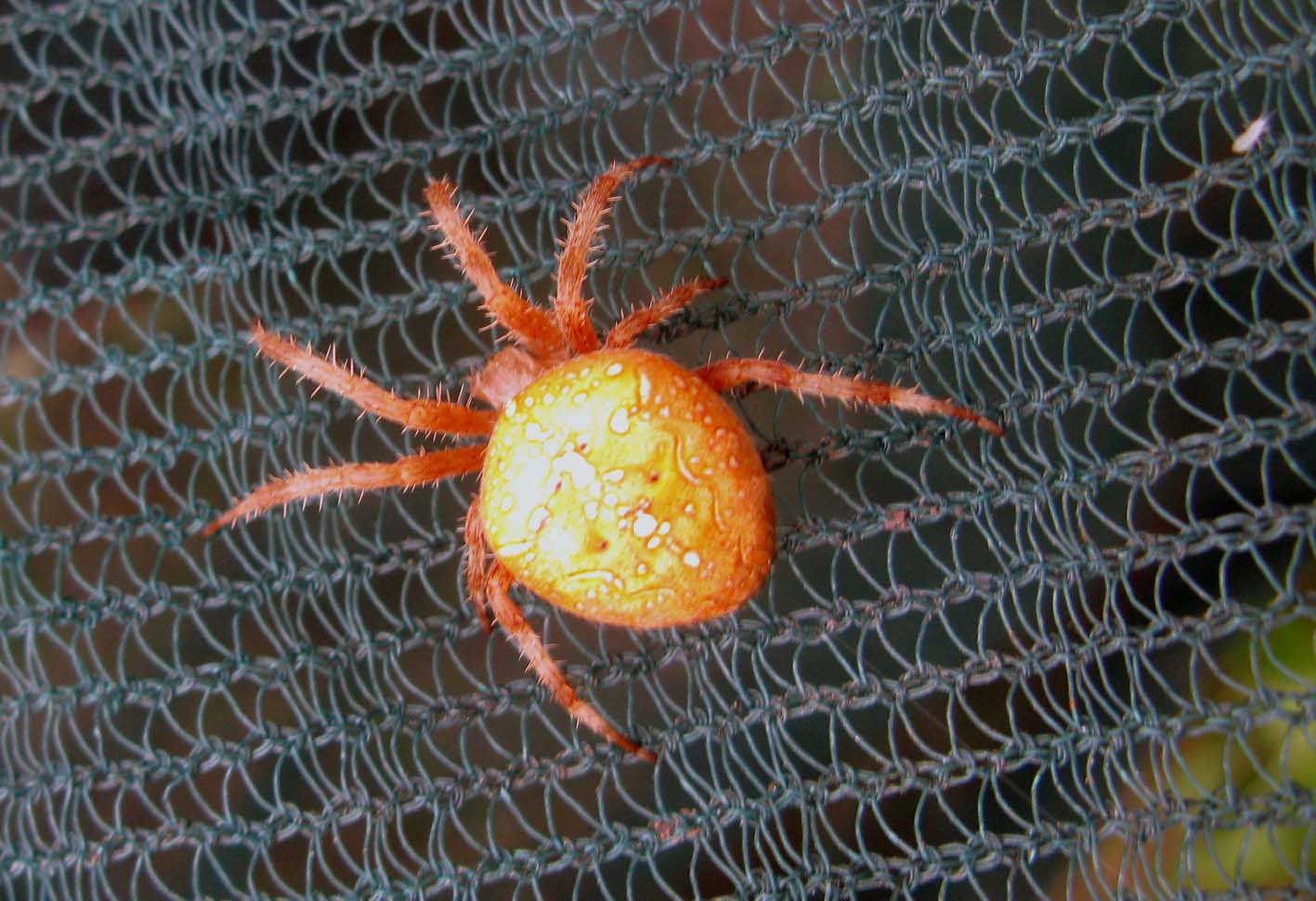 Araneus diadematus  - Palombara Sabina (RM)